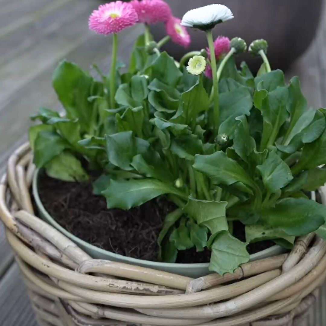 Ručně dělané ratanové obaly na míru pro zavlažovací květináče Artevasi